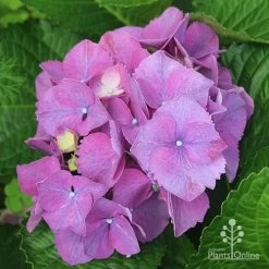 Hydrangea Assorted -Eco Garden Shop apo hydrangea purple nursery