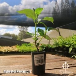 Hydrangea President R Touchard -Eco Garden Shop apo hydrangea touchard tubestock