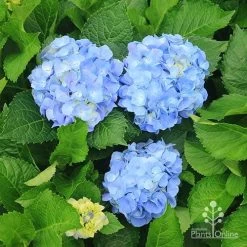 Hydrangea Assorted -Eco Garden Shop apo hydrangeas nursery