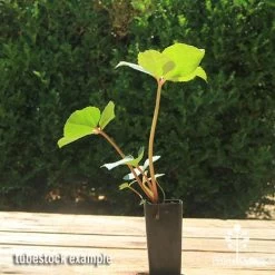 Hellebore Ice Breaker Max - Winter Rose -Eco Garden Shop apo icebreaker max hellebore tubestock 1