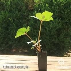 Hellebore Ice Breaker Max - Winter Rose -Eco Garden Shop apo icebreaker max hellebore tubestock