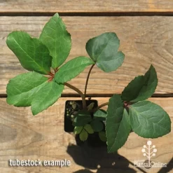 Hellebore Ice Breaker Max - Winter Rose -Eco Garden Shop apo icebreaker max hellebore tubestock top