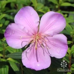 Tibouchina Illusion -Eco Garden Shop apo illusion pink