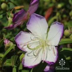 Tibouchina Illusion -Eco Garden Shop apo illusion tibouchina sunshine