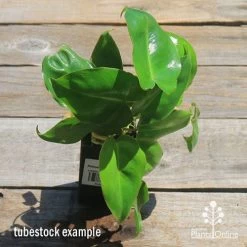 Philodendron Imbe -Eco Garden Shop apo imbe philodendron tubestock top
