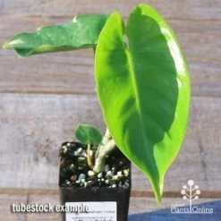 Philodendron Imbe -Eco Garden Shop apo imbe tubestock fresh leaf