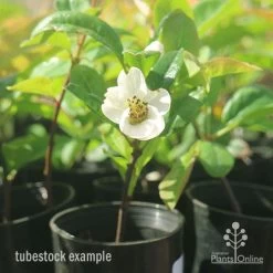 Chaenomeles Nivalis - Japanese Quince -Eco Garden Shop apo japanese quince nivalis