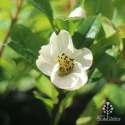 Chaenomeles Nivalis - Japanese Quince -Eco Garden Shop apo japanese quince nivalis flower