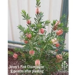 Callistemon Pink Champagne 19 Callistemon Pink Champagne -Eco Garden Shop apo jennys pink champagne