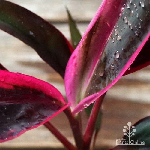 Cordyline Fruticosa John Klass Red 2 Cordyline Fruticosa John Klass Red - Image 2