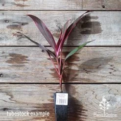 Cordyline Fruticosa John Klass Red 12 Cordyline Fruticosa John Klass Red -Eco Garden Shop apo jkr tubestock