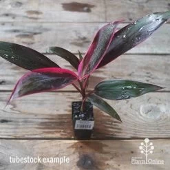 Cordyline Fruticosa John Klass Red 13 Cordyline Fruticosa John Klass Red -Eco Garden Shop apo jkr tubestock above