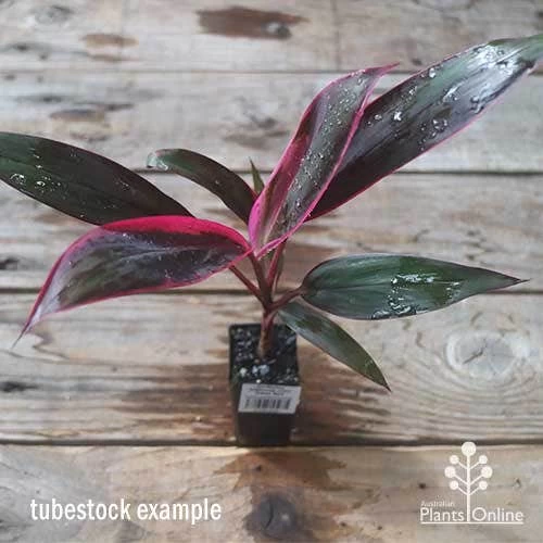 Cordyline Fruticosa John Klass Red 5 Cordyline Fruticosa John Klass Red - Image 5