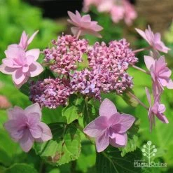 Hydrangea Jogasaki - Fireworks Hydrangea -Eco Garden Shop apo jogasaki fireworks hydrangea