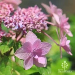 Hydrangea Jogasaki - Fireworks Hydrangea -Eco Garden Shop apo jogasaki hydrangea floret