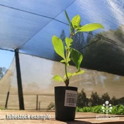 Hydrangea Jogasaki - Fireworks Hydrangea -Eco Garden Shop apo jogasaki tubestock