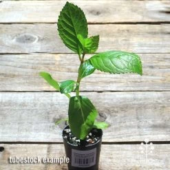 Hydrangea Jogasaki - Fireworks Hydrangea -Eco Garden Shop apo jogasaki tubestock top