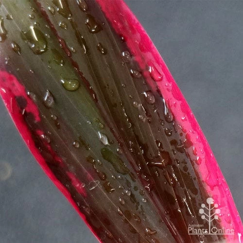Cordyline Fruticosa John Klass Red 6 Cordyline Fruticosa John Klass Red - Image 6