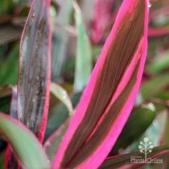 Cordyline Fruticosa John Klass Red 11 Cordyline Fruticosa John Klass Red -Eco Garden Shop apo john klass red leaf