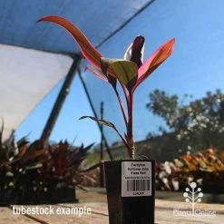Cordyline Fruticosa John Klass Red 17 Cordyline Fruticosa John Klass Red -Eco Garden Shop apo john klass tubestock blue sky