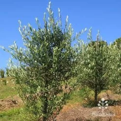 Olive Kalamata -Eco Garden Shop apo kalamata olives nursery