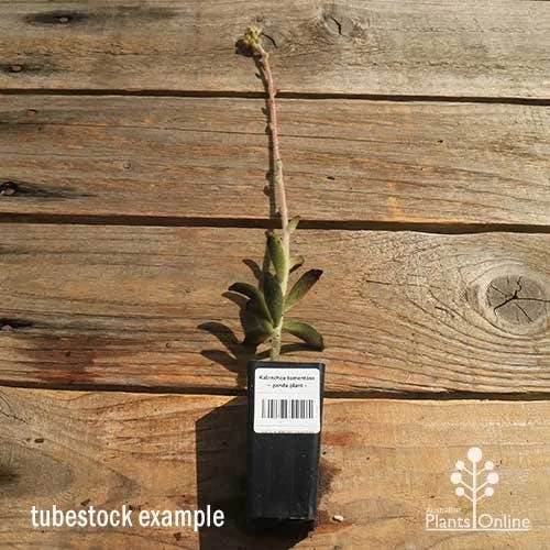 Kalanchoe Tomentosa – Panda Plant - Succulent 3 Kalanchoe Tomentosa – Panda Plant - Succulent - Image 3