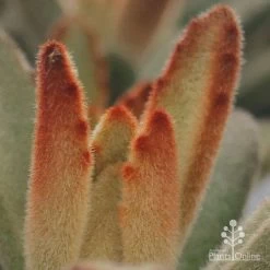 Kalanchoe Tomentosa – Panda Plant - Succulent 18 Kalanchoe Tomentosa – Panda Plant - Succulent -Eco Garden Shop apo kalanchoe tomentosa furry
