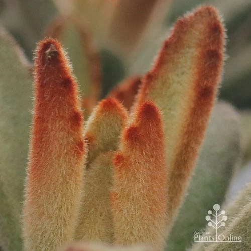 Kalanchoe Tomentosa – Panda Plant - Succulent 8 Kalanchoe Tomentosa – Panda Plant - Succulent - Image 8