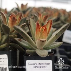 Kalanchoe Tomentosa – Panda Plant - Succulent 14 Kalanchoe Tomentosa – Panda Plant - Succulent -Eco Garden Shop apo kalanchoe tomentosa tubestock plant