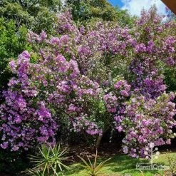 Tibouchina Illusion