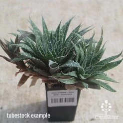 Aloe Aristata - Lace Aloe - Succulent -Eco Garden Shop apo lace aloe tubestock side