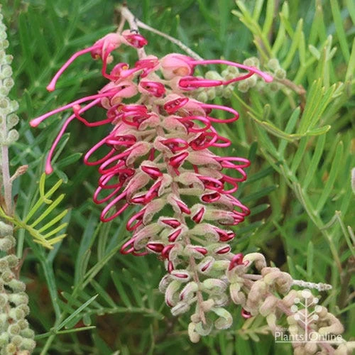 Grevillea Lana Maree 2 Grevillea Lana Maree - Image 2