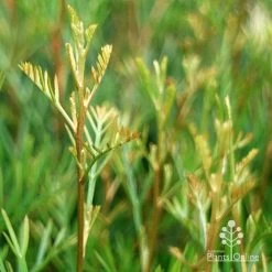 Grevillea Lana Maree 16 Grevillea Lana Maree -Eco Garden Shop apo lana maree gold foliage