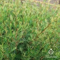 Grevillea Lana Maree 19 Grevillea Lana Maree -Eco Garden Shop apo lana maree gold foliage2