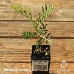 Grevillea Lana Maree 14 Grevillea Lana Maree -Eco Garden Shop apo lana maree tubestock