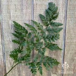 Rumohra Adiantiformis - Leatherleaf Fern -Eco Garden Shop apo leather leaf fern