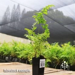 Rumohra Adiantiformis - Leatherleaf Fern -Eco Garden Shop apo leather leaf fern tubestock