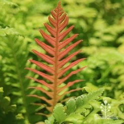 Rumohra Adiantiformis - Leatherleaf Fern -Eco Garden Shop apo leatherleaf coloured leaf