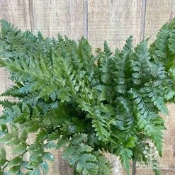Rumohra Adiantiformis - Leatherleaf Fern -Eco Garden Shop apo leatherleaf fern foliage