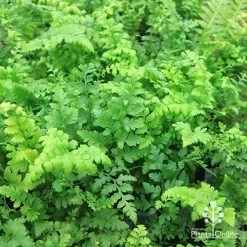 Rumohra Adiantiformis - Leatherleaf Fern -Eco Garden Shop apo leatherleaf fern foliage 1