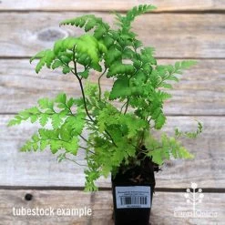 Rumohra Adiantiformis - Leatherleaf Fern -Eco Garden Shop apo leatherleaf fern tubestock