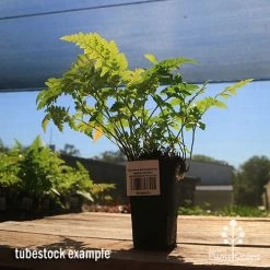 Rumohra Adiantiformis - Leatherleaf Fern -Eco Garden Shop apo leatherleaf rumohra tubestock large