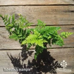 Rumohra Adiantiformis - Leatherleaf Fern -Eco Garden Shop apo leatherleaf rumohra tubestock large top