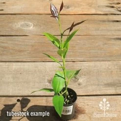 Citrus - Lemon Eureka 10 Citrus - Lemon Eureka -Eco Garden Shop apo lemon eureka tubestock top