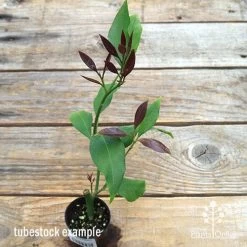 Citrus - Lemon Lisbon -Eco Garden Shop apo lemon lisbon tubestock new leaf colour