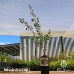 Leptospermum Seclusion - Tea Tree -Eco Garden Shop apo leptospermum seclusion tubestock