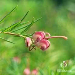 Grevillea Liliane 15 Grevillea Liliane -Eco Garden Shop apo liliane flower closeup