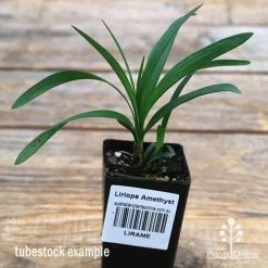 Liriope Amethyst -Eco Garden Shop apo liriope amethyst tubestock