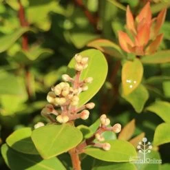 Metrosideros Little Ewan - Dwarf NZ Christmas Bush -Eco Garden Shop apo little ewan buds new leaf