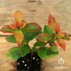 Metrosideros Little Ewan - Dwarf NZ Christmas Bush -Eco Garden Shop apo little ewan leaf colour september